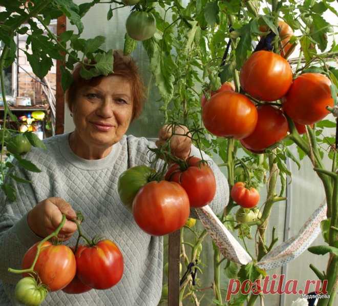 ТО ЛИ КОРМИМ, ТО ЛИ НЕТ, ВОТ ТАКОЙ ЕЩЕ СЕКРЕТ.
С питанием томатов всегда возникают сложности.
КОГДА кормить,ЧЕМ кормить, НУЖНО ли ,а может НУ ЕГО!
Пусть растет как хочет,что нибудь будет и мне хватит.
Как бы хорошо Вы не приготовили землю...