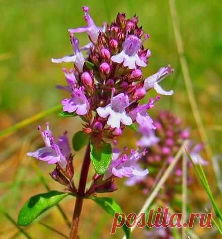 Н. М. Соколова - Лечебные свойства трав
