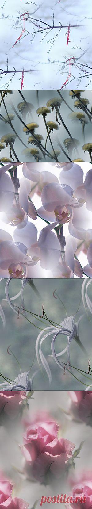 фоны из фотографий Naked_Truth — Прекрасные фоны для дневников