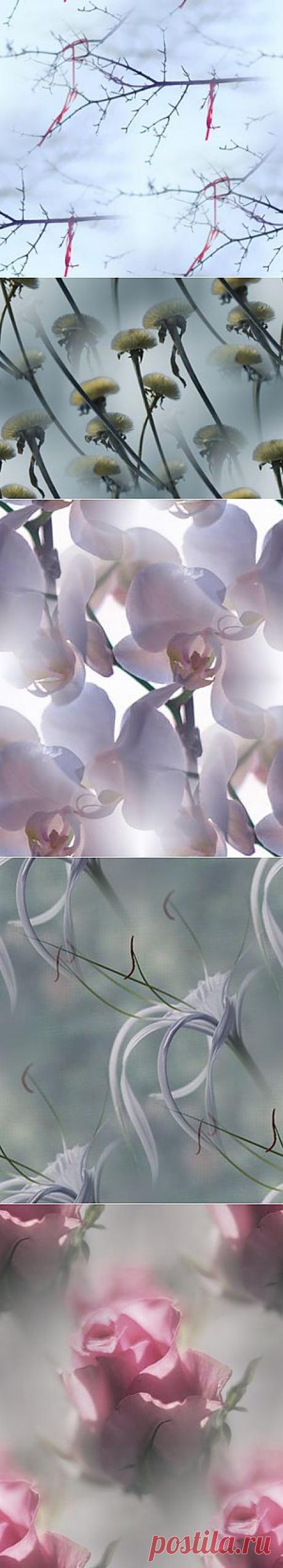 фоны из фотографий Naked_Truth — Прекрасные фоны для дневников