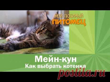 Как выбрать котенка породы мейн кун