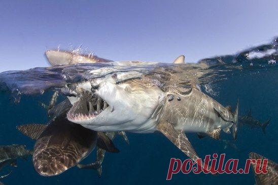 такая фотография может стоить и жизни!