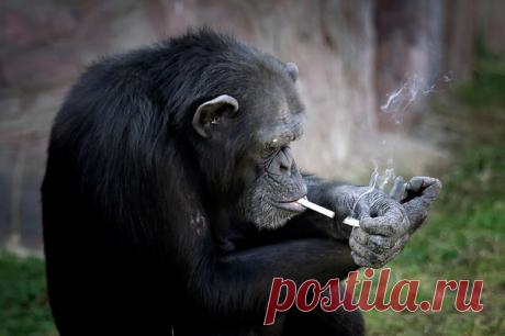 Заядлая курильщица Азалия стала главной звездой открывшегося в Пхеньяне зоопарка.