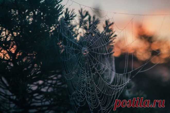Хрупкие чудеса природы… Паутины в объективе фотографов — Фотоискусство