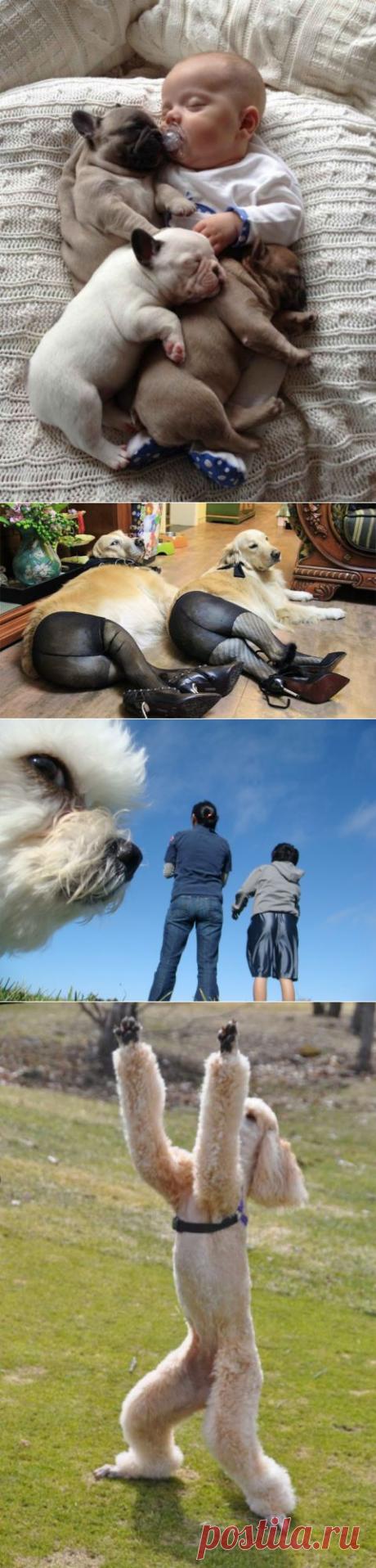 (+1) тема - Это 100 самых ценных снимков собак. Всех времен и народов | Полезные советы