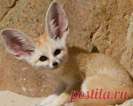 Лапы, хвост… Главное — уши! — Наука и жизнь