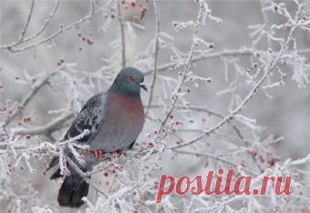 Прогноз погоды на февраль 2016 года в Москве. Какая будет погода в феврале