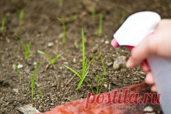 Как избавиться от травы и сорняков с помощью уксуса: рекомендации Проблема сорняков волнует каждого огородника, потому что они имеют свойство распространяться с молниеносной скоростью, а избавляться от них достаточно сложно.
Большинство считает прополку наиболее эфф...