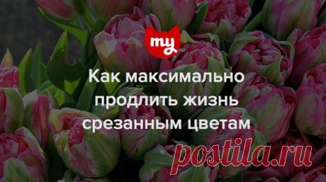 Как максимально продлить жизнь срезанным цветам