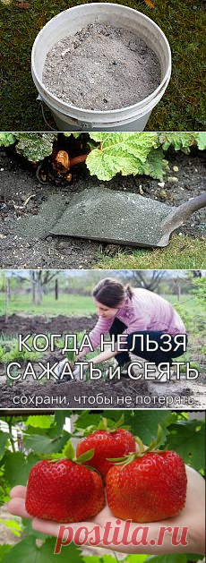 Поиск на Постиле: Дачные радости