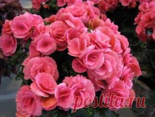 Проблемы при выращивании бегонии.
 Эффективно бороться с недугами у бегоний можно только в том случае, если известны причины их возникновения.
 Из-за атаки серой гнилью на листьях бегонии появляются коричневые пятна, которые позже покрываются серым налетом. Чтобы от нее избавиться, нужно изолировать растение от других, срезать поврежденные листья и опрыскать фунгицидом. После нужно как можно чаще проветривать помещение и избегать повышенной влажности воздуха.
 От недостатка света или избытка