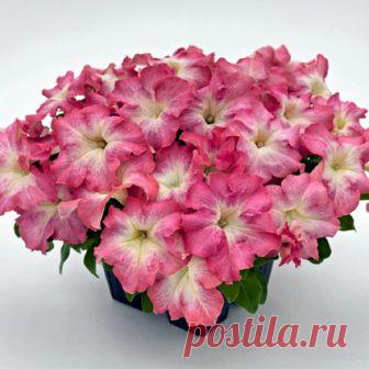 Петуния крупноцветковая Саксесс HD Salmon Morn (драже) 10 шт НОВИНКА!