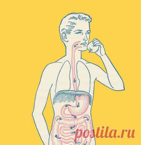 Синдром повышенной кишечной проницаемости и аутоиммунные заболевания В прошедшие века медицина верила, что желудочно-кишечный тракт является закрытым шлангом, стенки которого представляют собой герметический слизистый барьер, где клетки плотно прилегают друг к другу. А в середине 80-х годов ХХ века группа японских ученых доказала, что это не так.