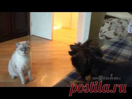 Cat: Who brought it into my house? / Кто принес это в мой дом? - YouTube