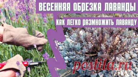 Успейте обрезать ЛАВАНДУ для максимально ПЫШНОГО ЦВЕТЕНИЯ. Как РАЗМНОЖИТЬ лаванду | Волшебная грядка | Дзен