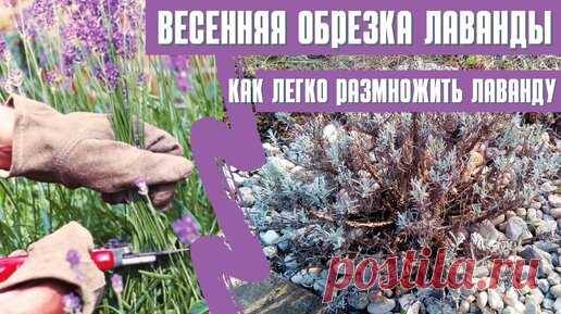 Успейте обрезать ЛАВАНДУ для максимально ПЫШНОГО ЦВЕТЕНИЯ. Как РАЗМНОЖИТЬ лаванду | Волшебная грядка | Дзен