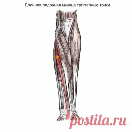 Длинная ладонная мышца. Самомассаж