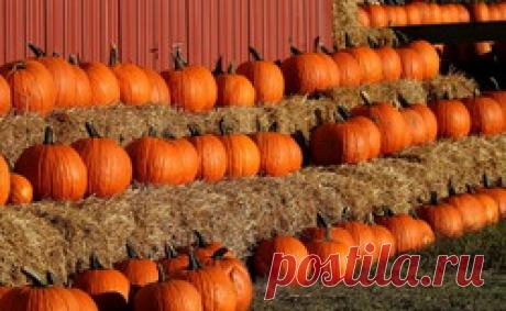 Чтобы тыква была крупной и вкусной / Асиенда.ру