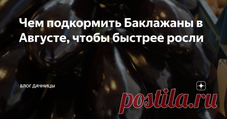 Чем подкормить Баклажаны в Августе, чтобы быстрее росли Добрый день уважаемые подписчики и гости моего канала. В этой статье я хочу рассказать Вам Чем подкормить Баклажаны в Августе, чтобы быстрее росли и не сохли на кусте. Баклажан – один из самых капризных овощей,  над которым нужно хорошенько потрудиться на участке. Правильный уход, хорошие и своевременные  подкормки, климат и полив – всё это влияет на качество будущих плодов. В этой статье я расскажу,  как подкармливат...