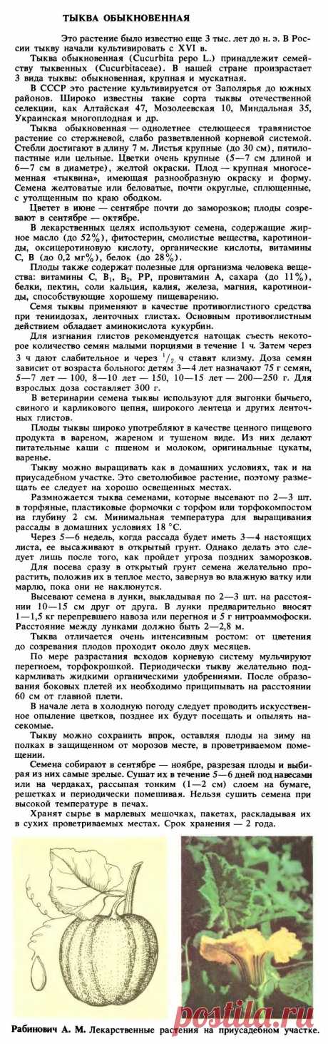 Тыква обыкновенная