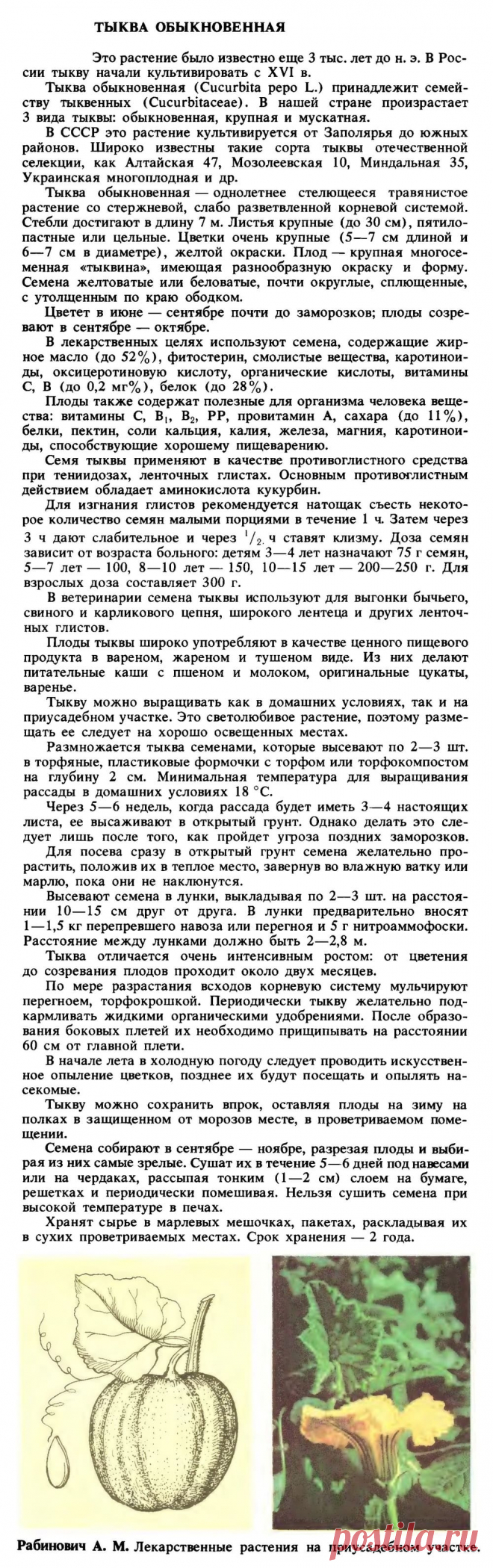 Тыква обыкновенная