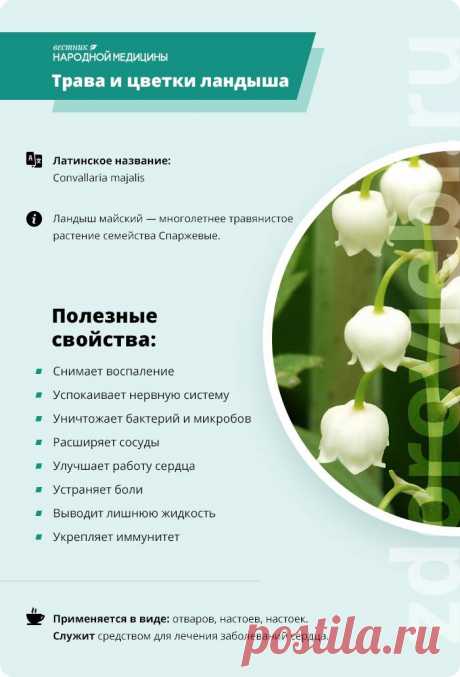 Трава и цветки ландыша