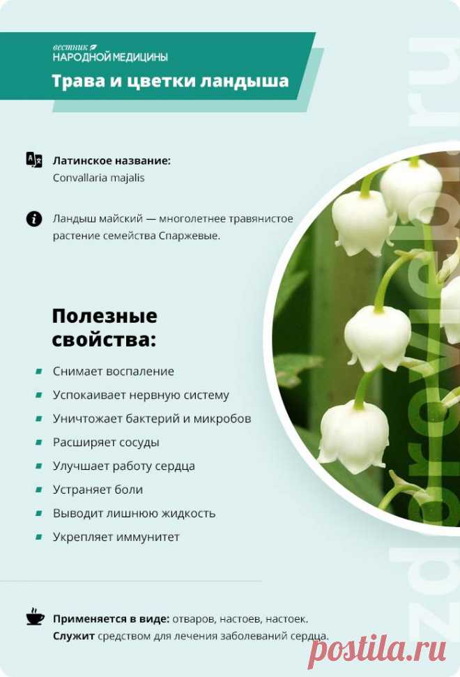 Трава и цветки ландыша