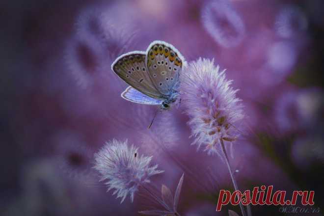 (+1) тема - 37 фотографий о том, что природа нас любит | НАУКА И ЖИЗНЬ