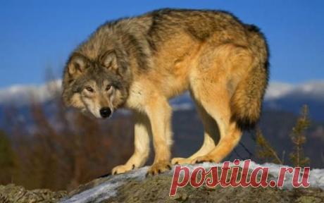 Редчайшие животные на планете