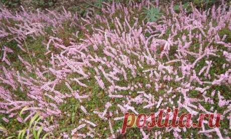 Сорта горца на любой вкус — выбираем вместе. Фото — Ботаничка