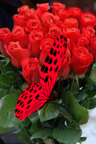 Букет алых  роз