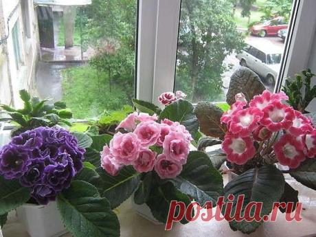 ГЛОКСИНИЯ 
Глоксиния-это клубниевое растение,вывезенное когда-то из Бразилии.Очень красивы розовые,красные,фиолетовые,синии глоксинии различных оттенков в сочетании с белым тоном.Листья у глоксинии бархатистые,а цветы имеют форму колокольчиков.
 Ц В Е Т Е Н И Е 
Цветёт глоксиния с мая по сентябрь.На одном растении одновременно может распуститься до 25 колокольчиков.Известны случаи,когда на трёхлетнем растении за лето их расцвело около 100. 
 Р А З М Н О Ж Е Н И E 
Глоксини...