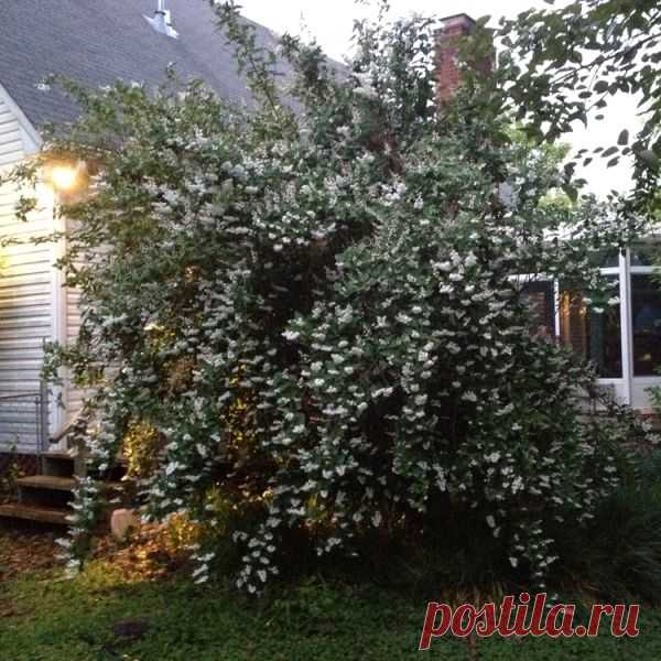 Изящная дейция — кустарник для оформления участка — 6 соток