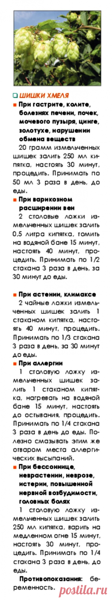 Шишки хмеля
