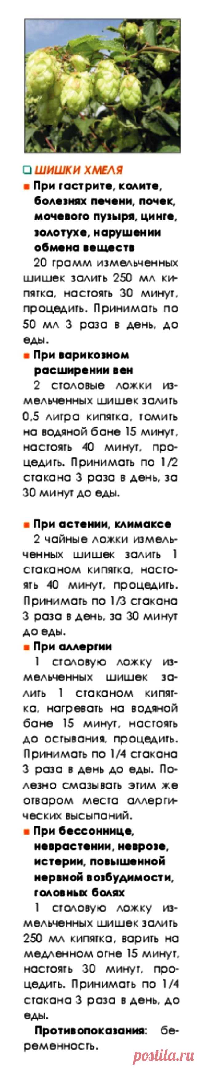 Шишки хмеля