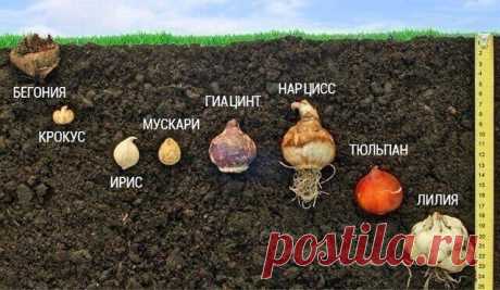 #СадоводствоЦветоводствоАрки
 Посадка луковичных по всем правилам