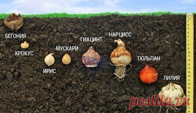 #СадоводствоЦветоводствоАрки
 Посадка луковичных по всем правилам