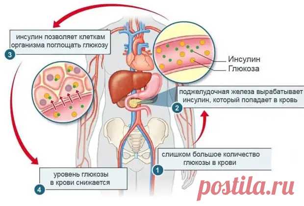 Как понять, что повышен уровень инсулина - Я ЗДОРОВ! - медиаплатформа МирТесен