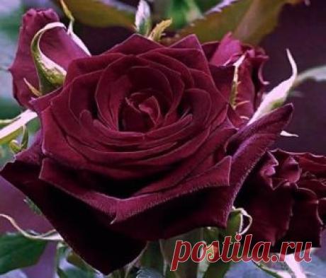(6) Мой Мир@Mail.Ru
