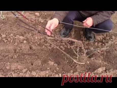 Весенняя формировка куста винограда. Обломка лишних побегов.