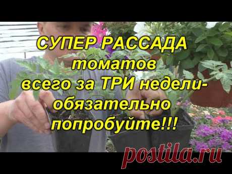 Сделайте ТАК и у Вас будет самая лучшая, готовая к высадке, бесплатная рассада!