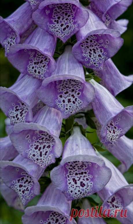 Pinterest