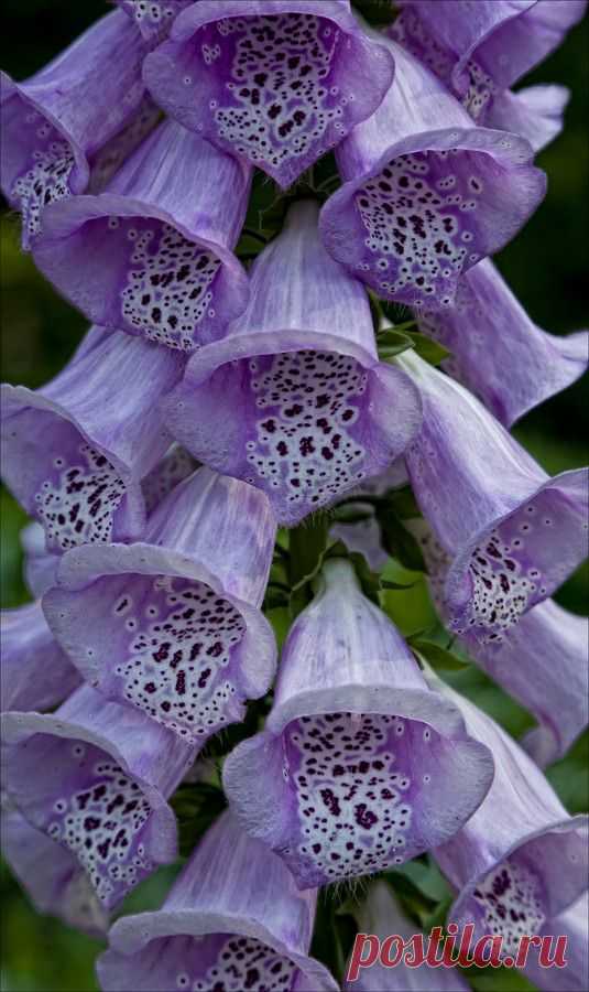 Pinterest