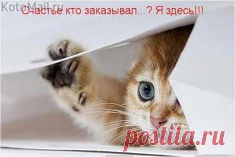 Любопытство не порок ))) | KotoMail.ru