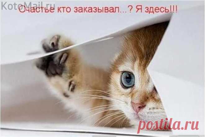 Любопытство не порок ))) | KotoMail.ru