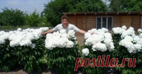 Вы после цветения обрезали пионы? Ай! Непорядок!))) Узнайте как ухаживать за пионами....