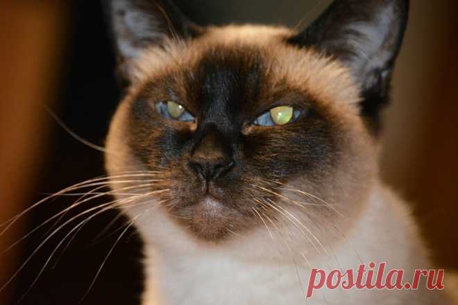 Яндекс.Фотки