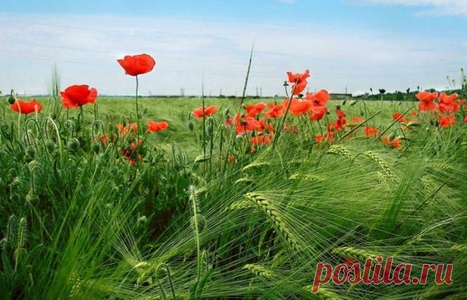 (48) Одноклассники