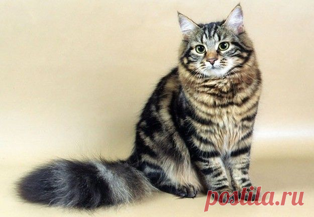 10 самых ласковых пород кошек