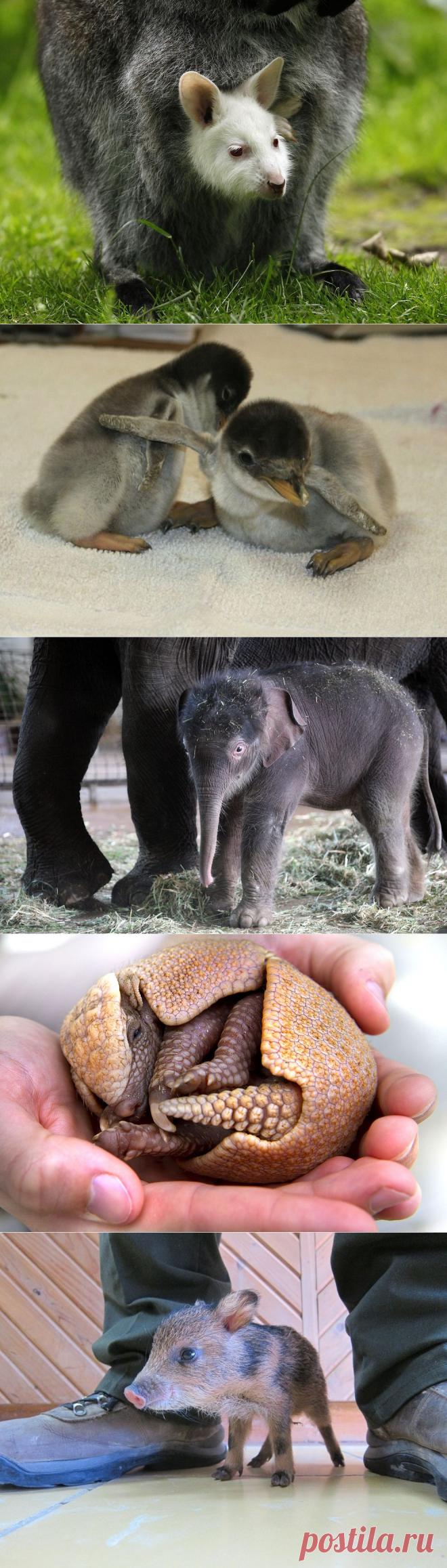 Самые милые детеныши животных за 2012 год • НОВОСТИ В ФОТОГРАФИЯХ